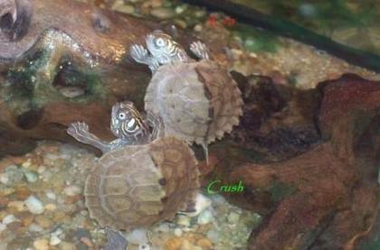 2 Höckerschildkröten Wasserschildkröten zu vergeben.