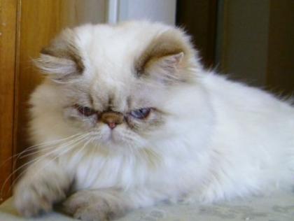 Perserkater
