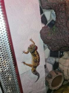 3 Leopardengeckos mit komplettset Terrarium.