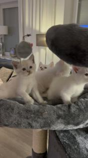 Türkisch angora Kitten