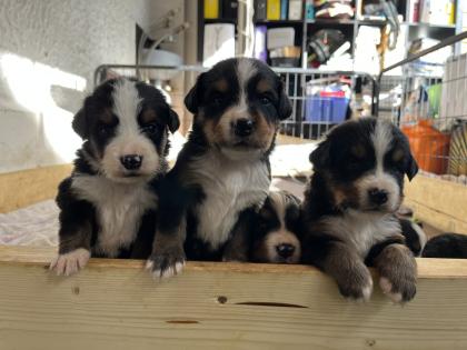 Berner Sennenhund Welpen