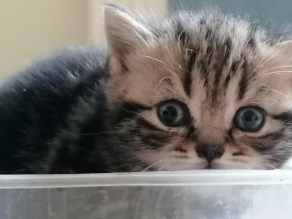 Britisch Kurzhaar Kitten.