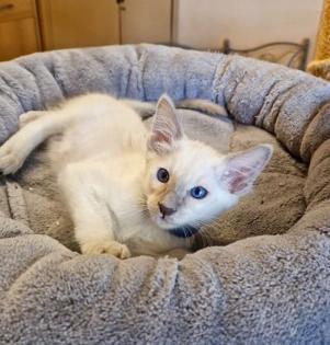 Traumhafte Balinesen Kitten suchen bald ihr neues Zuhause
