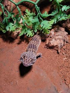 Leopardgecko männlich mit Terrarium