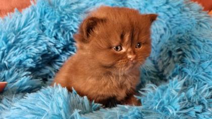 Bkh Kitten in seltener Farben. Stammbaum