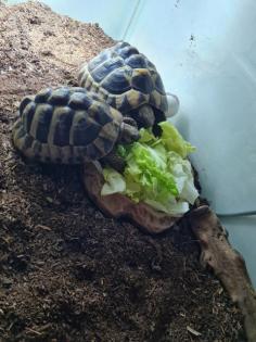 Landschildkröte