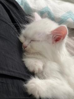Türkische Angora Kitten suchen liebevolles Zuhause