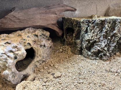 Zwei Leopardgeckodamen zu verkaufen