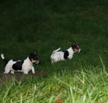 Jack Russell Terrier Welpen