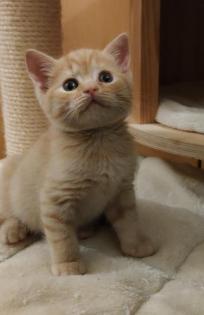 BKH Kitten