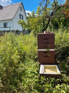 Bienenvölker Imkerei komplett