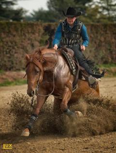 Deckhengst - Quarter Horse Reining