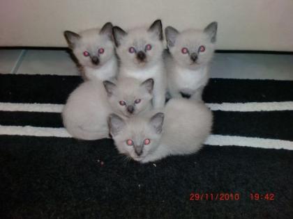 Nur noch 3 Süße Siamkätzchen suchen ein neues Zuhause