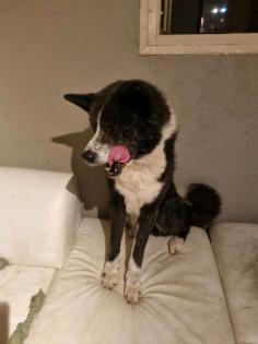 Akita Inu Rüde