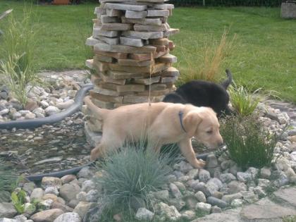 Labradorwelpen