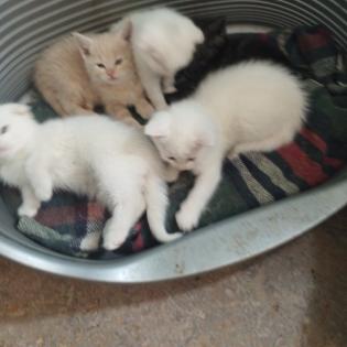 Main Coon Kitten abzugeben
