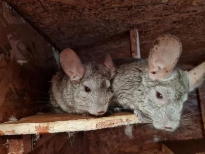 Chinchilla Weibchen abzugeben