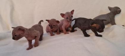 Kanadische Sphynx kitten mit Stammbaum