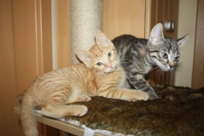 Katzenkinder BKH Mix Weibchen zur Abgabe