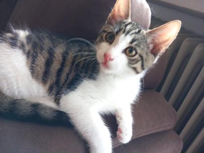 2 kitten 4 Monate alt