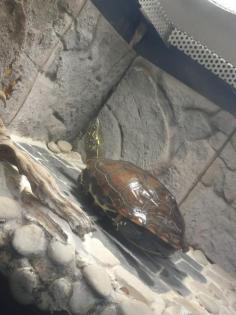 Wasserschildkröte