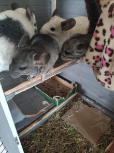 Chinchillas zu verkaufen