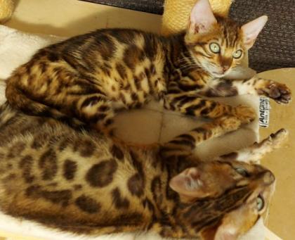 Süße Bengalkatzen zu verkaufen