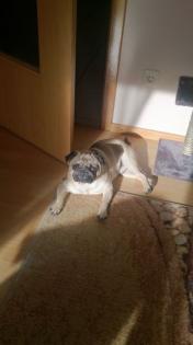 Toller Mops sucht neues Zuhause