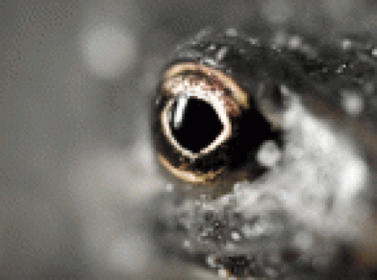 Suche adultes Creobroter gemmatus Blütenmantis Männchen