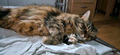 DRINGEND Norwegische Waldkatze Mix