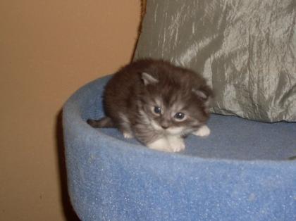 Reinrassige Maine Coon Babys mit Stammbaum