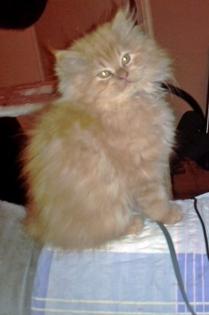 Rotes Perserbaby m. P. sucht neue Katzeneltern