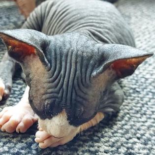 Sphynx Kitten