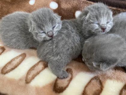 3 Zuckersüße BKH Kitten