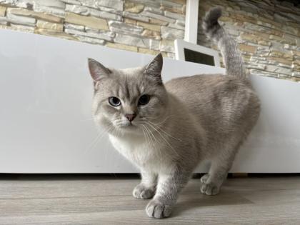 BKH Deckkater mit Stammbaum Videoüberwacht