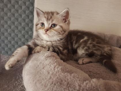 BKH Kitten Britisch Kurzhaar