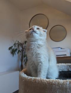 BKH Mix Katze Kitten