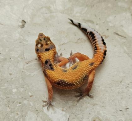 Tolle Leopardgecko Jungtiere aus 2023