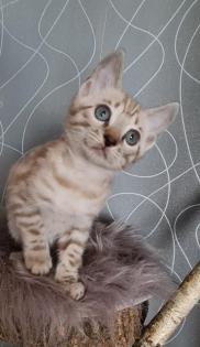 Bengal Kitten snow lynx mink