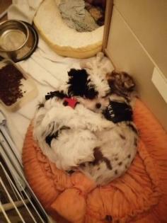 Hunde suchen dringend ein neues Zuhause