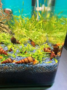 Tylomelania Orange Goldene Turmdeckelschnecke, Felsenschnecke