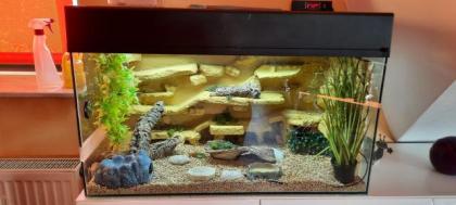 Leopardgecko ca 1 Jahr mit Terrarium