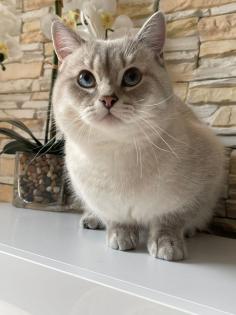 BKH Deckkater mit Stammbaum Videoüberwacht