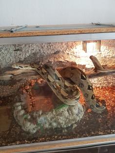 Boa Constrictor Imperator