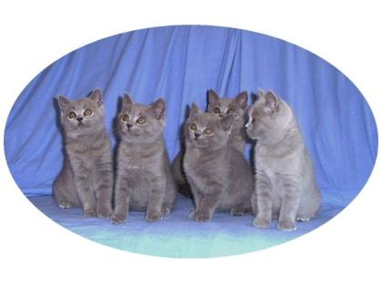 Kartäuserkitten zu verkaufen