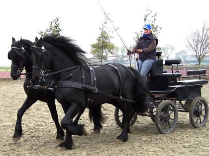 Traum in Schwarz Friesen pferde