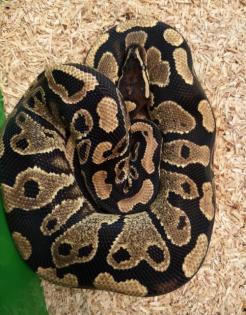 Python regius in gute Hände