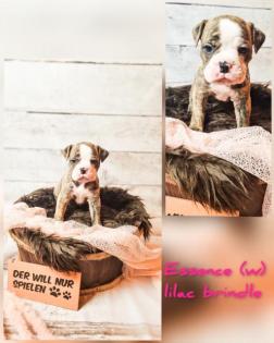 Old english bulldog Welpen OEB Bulldogge
