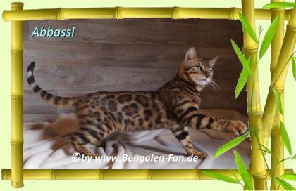 Bengal Kater Abbassi immer gut gelaunt, fröhlich und lieb