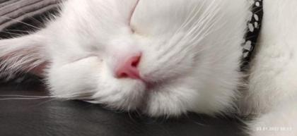 BKH Perser Kitten